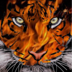 Tiger face is flames